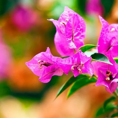 Lejlighedshotel Seda 3*