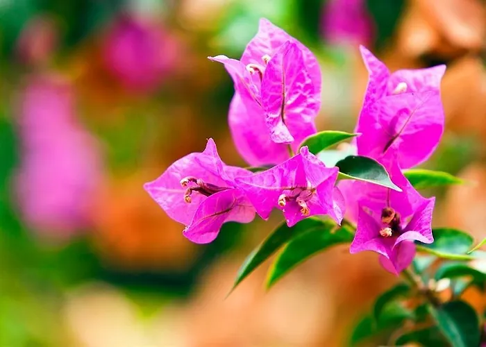 Hotel apartamentowy Seda 3*